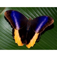 Owl Butterfly Caligo atreus 2 pupae Owl Butterfly Caligo atreus 2 pupae